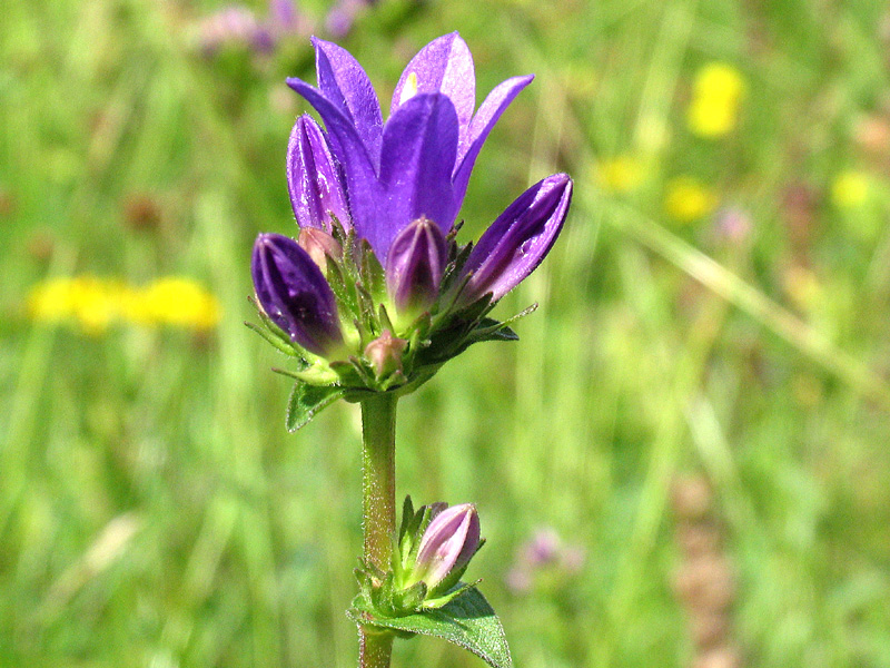 Campanula glomerata L.